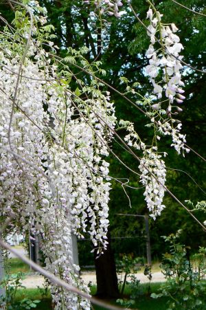 white wisteria4.jpg